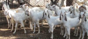 Best Goat Farming Training Centre in Jaipur