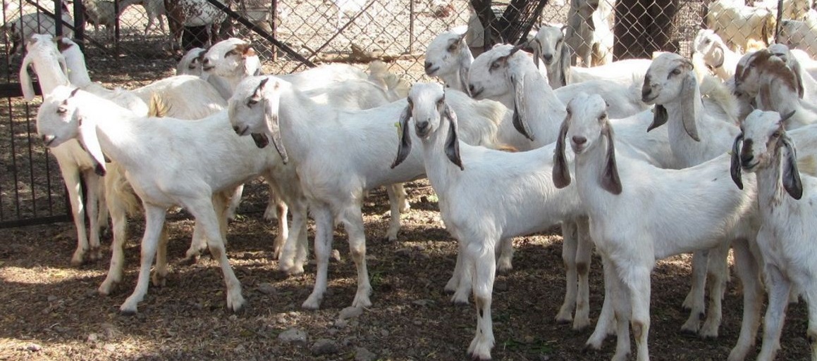 Top Goat Farming Training Centre in Jaipur