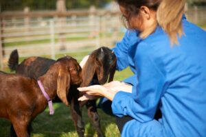 Join Goat Farming Training