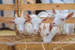 goat farming training in rajasthan